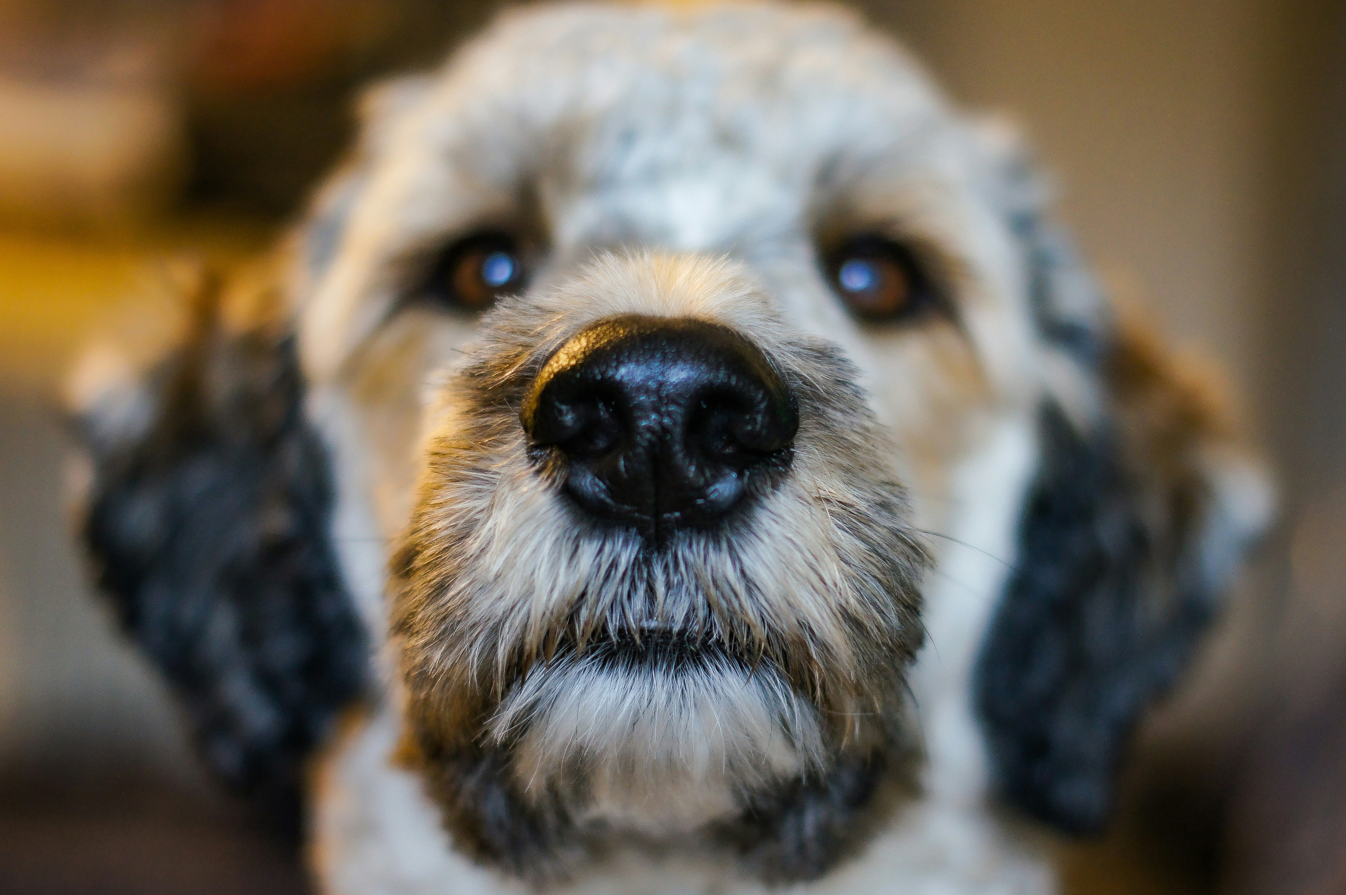 macro photography of brown and black dog