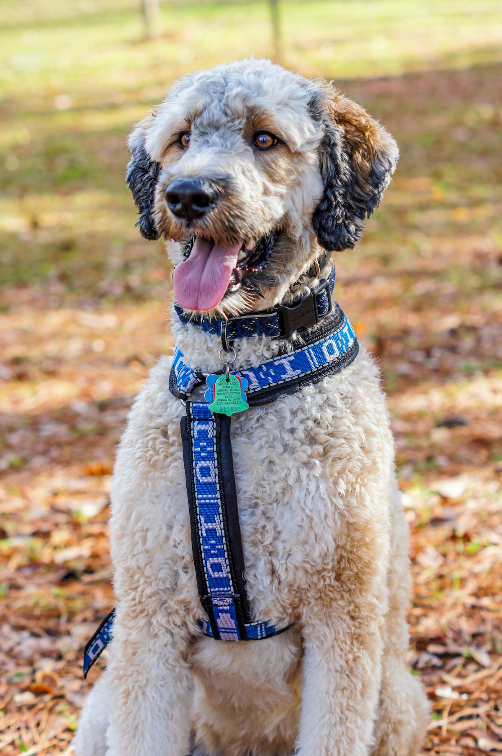 adult brown and gray poodle wearing blue harness