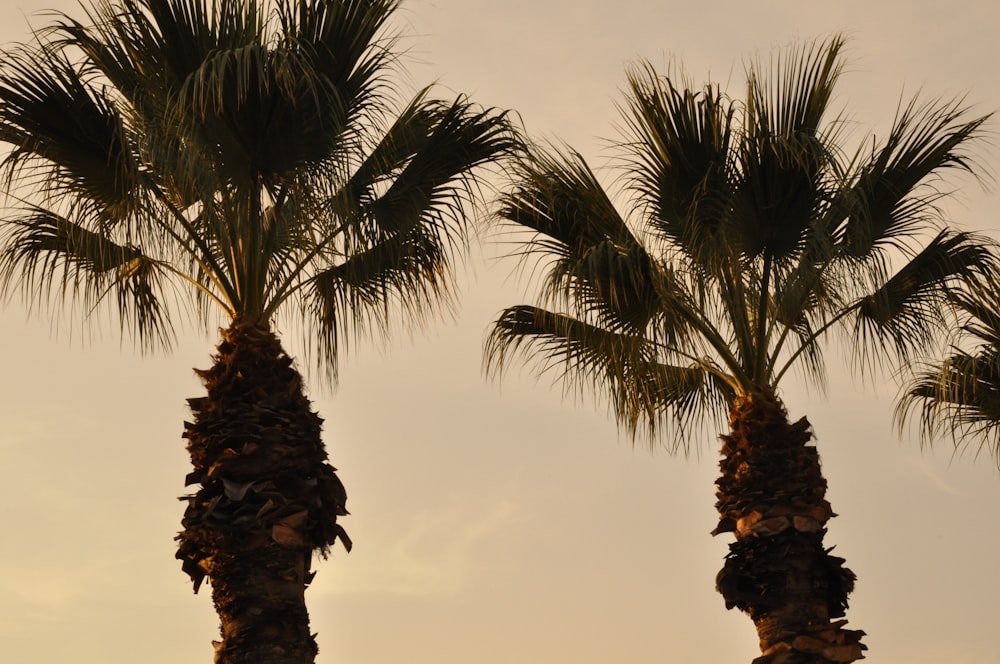 a couple of palm trees standing next to each other
