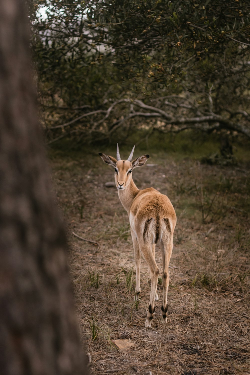 brown antelope