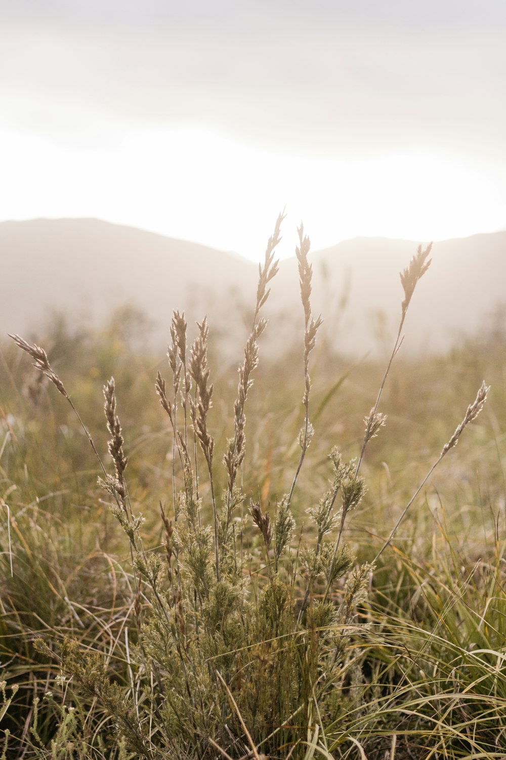 a field of grass with mountains in the background