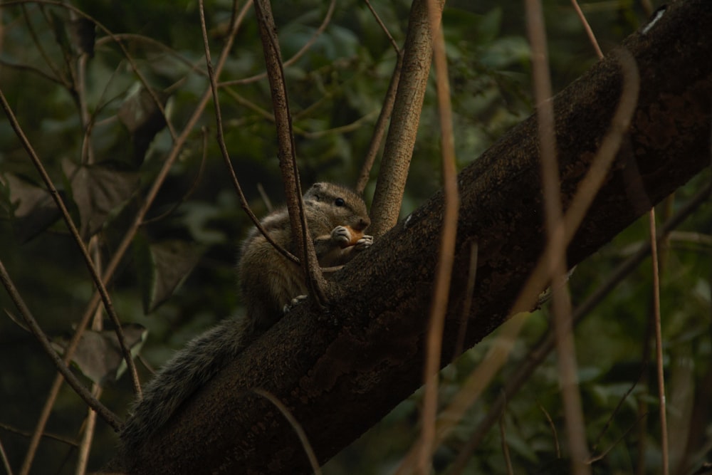 shallow focus photo of brown animal