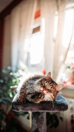 A fluffy tabby cat is comfortably perched on a gray cat tower, grooming itself with an extended paw. Soft sunlight streams in through a window, creating a warm, cozy atmosphere. The background features blurred greenery and light curtains, enhancing the serene and relaxed setting.