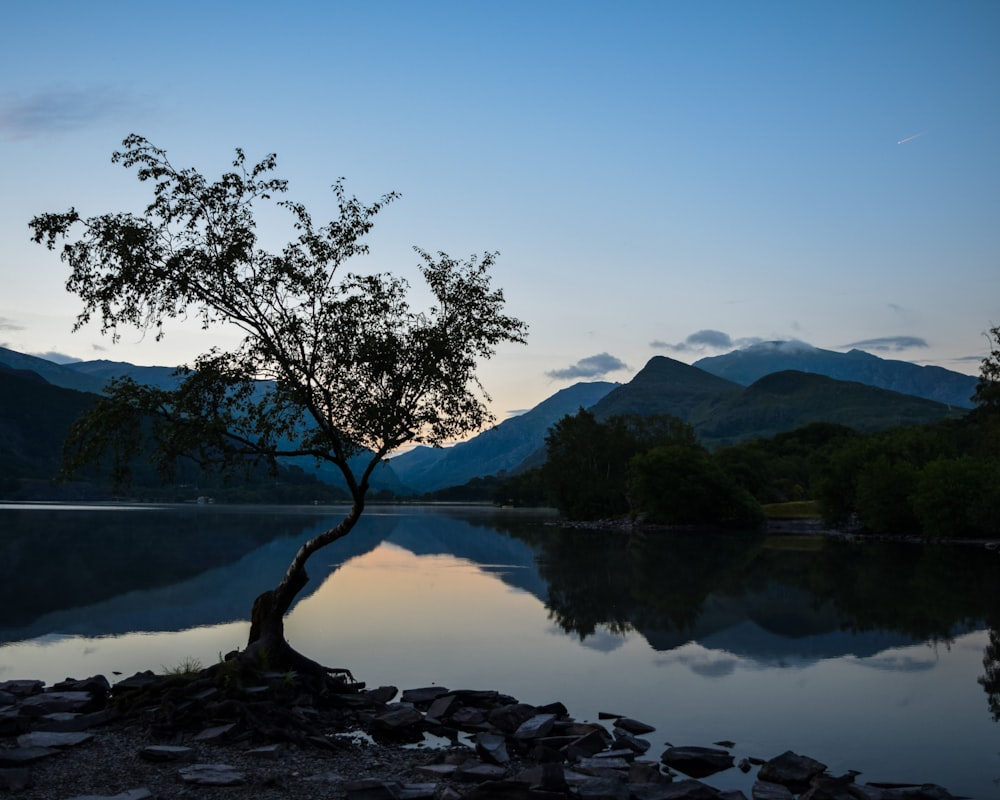 green tree near lake during daytime