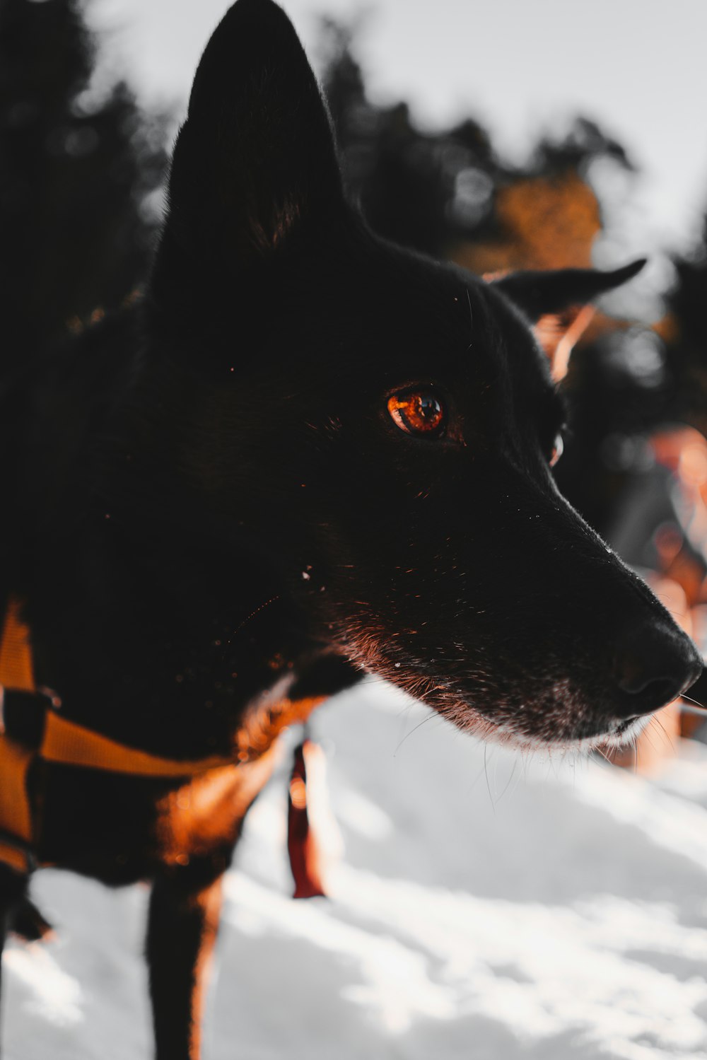 macro fotografia de cão preto de pelagem curta