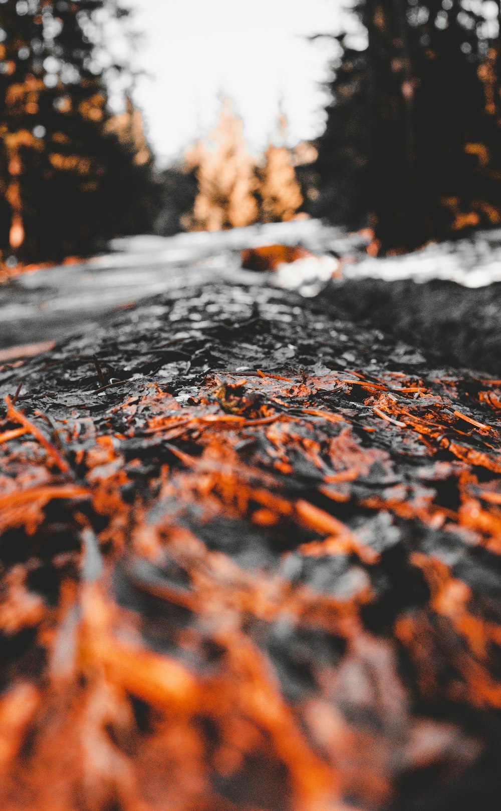 a close up of a road with trees in the background