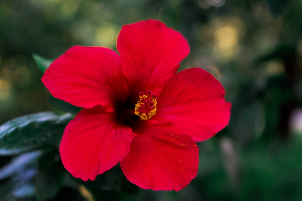 red flower in bloom