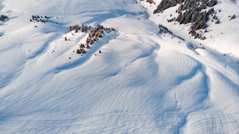 snow field near trees