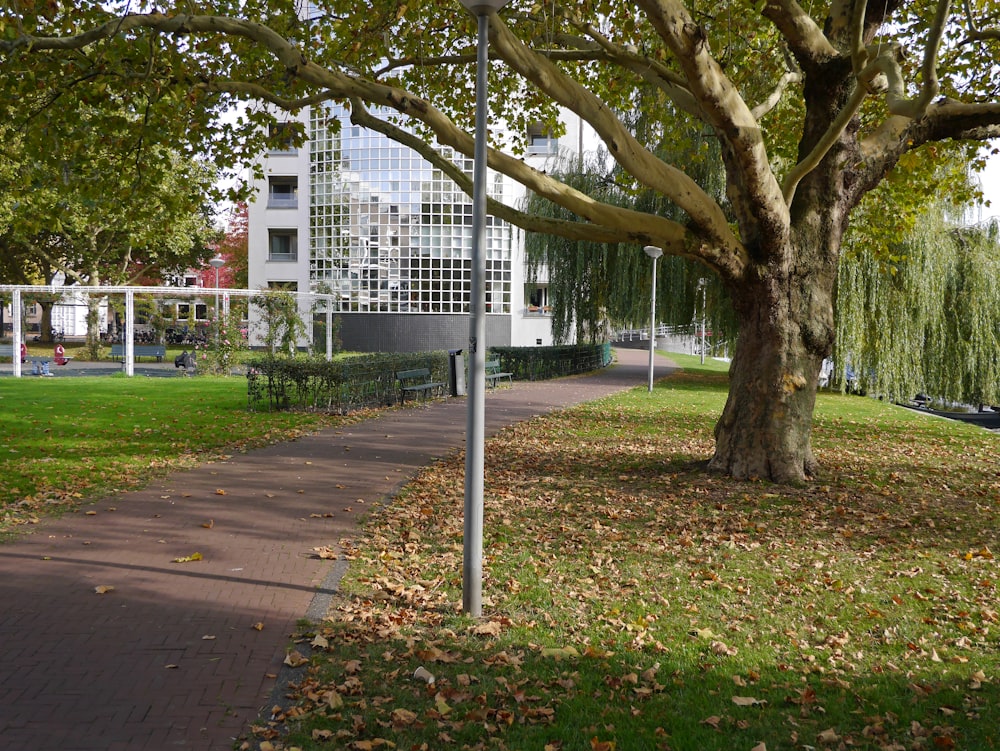 pathway near grass field and trees