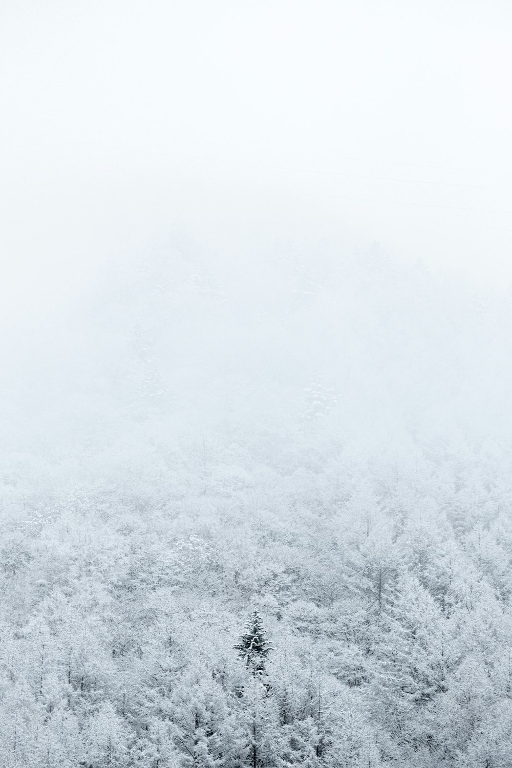 Fotografía aérea de árboles