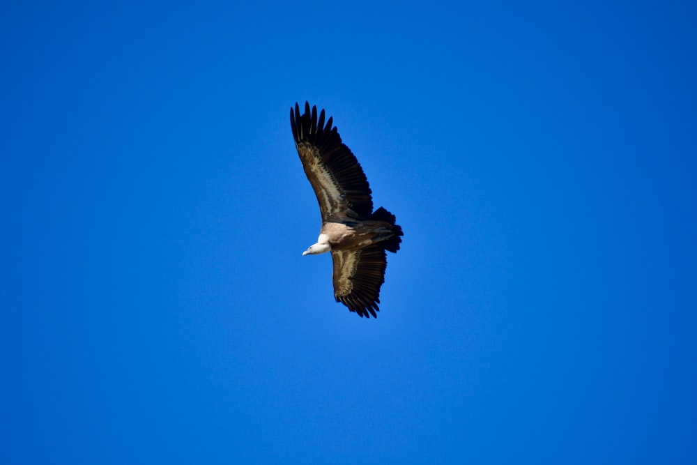 flying black and brown bird during day