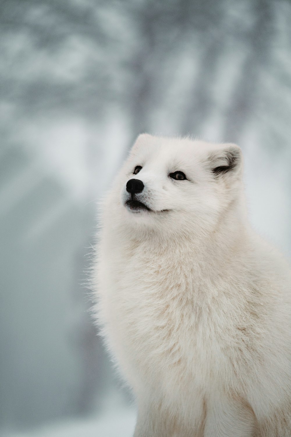 ロングコートの白い犬の浅い焦点の写真