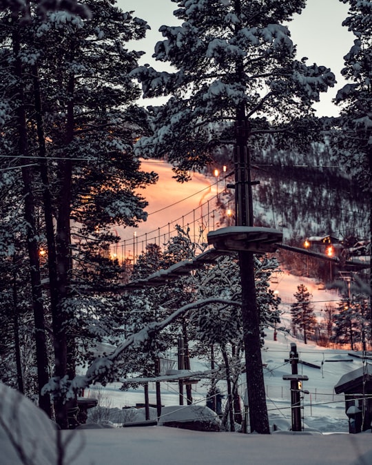 snow covered trees with bridges and houses in Geilo Norway