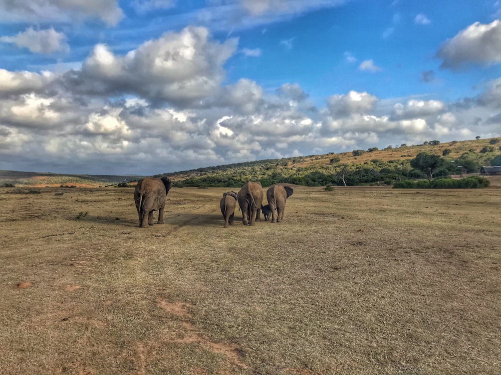 gray elephants on grass field during daytime