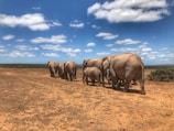 A herd of elephants crossing a dusty trail with acacia trees in the background.