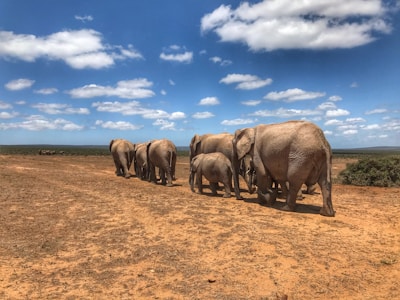 A herd of elephants crossing a dusty trail with acacia trees in the background.