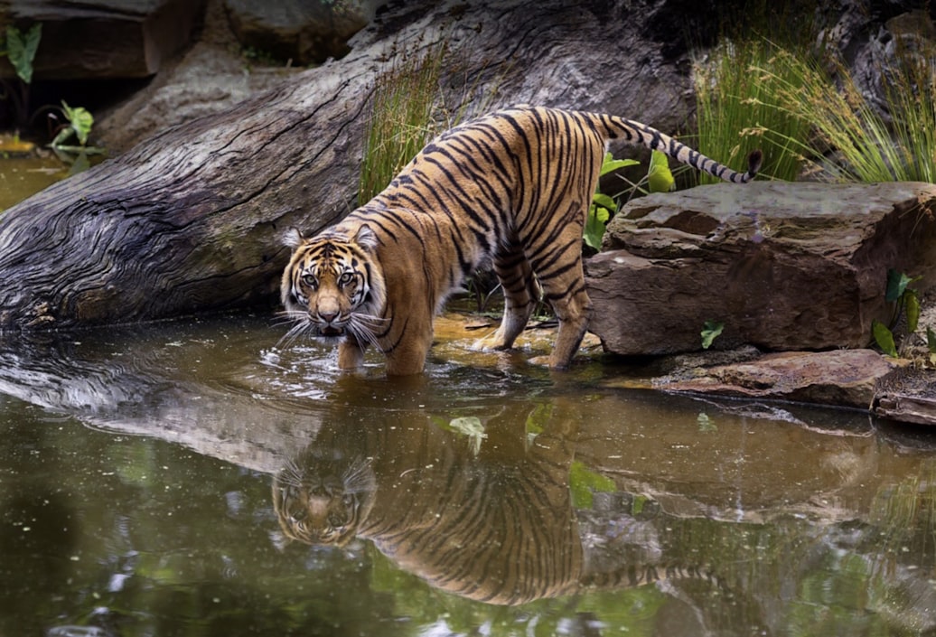 Tiger in the Melbourne zoo