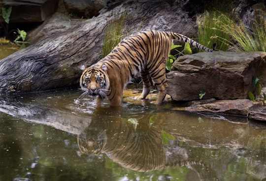 adult tiger in body of water during day in Melbourne Australia
