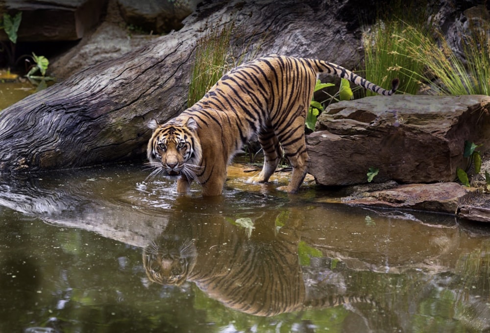 adult tiger in body of water during day