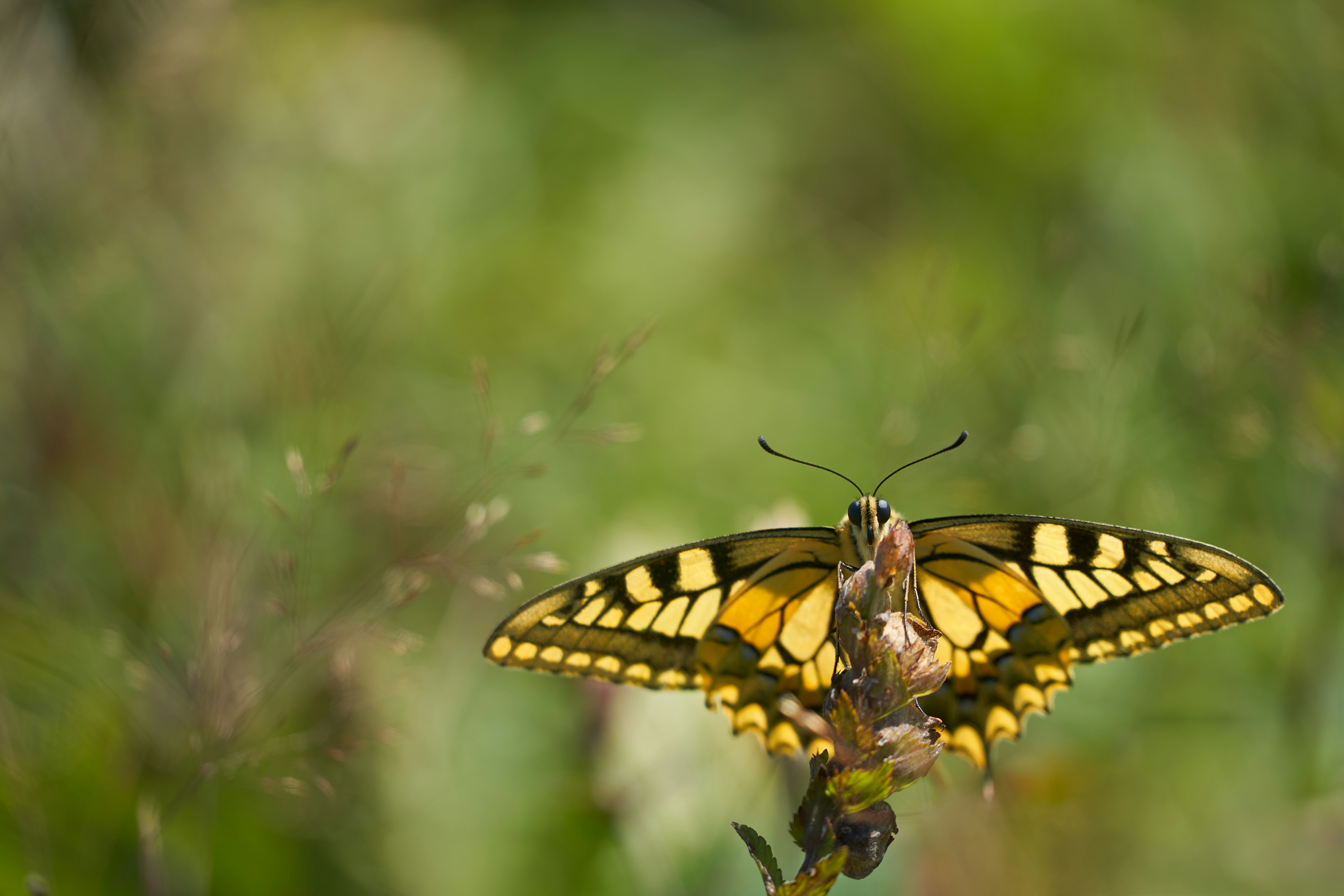 Photo by wolfgang_hasselmann