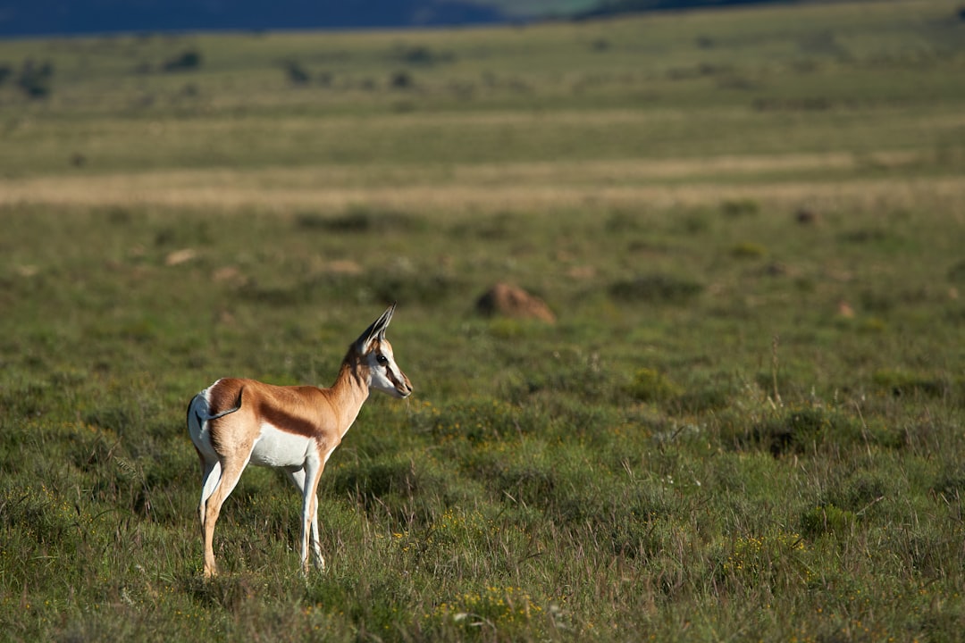brown antelope
