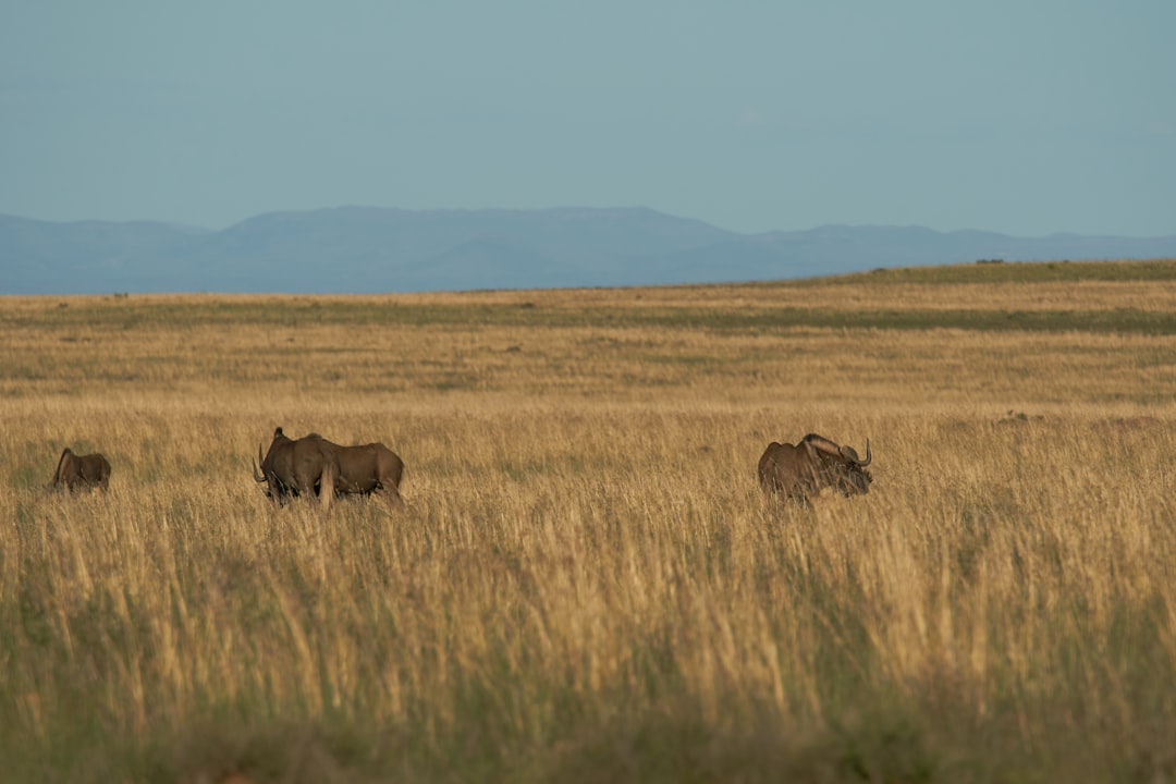 three brown wilderbeest