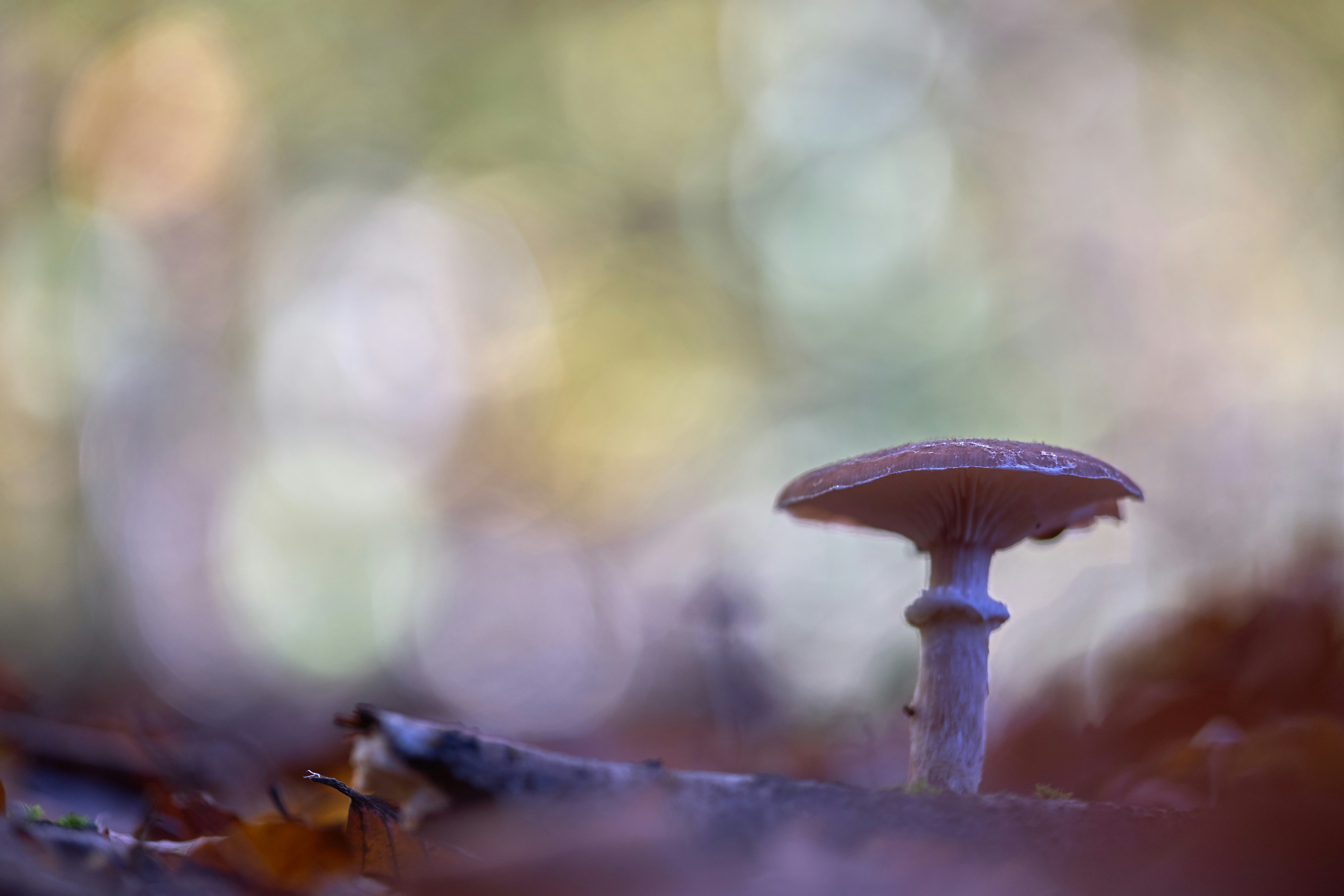 Photo by wolfgang_hasselmann