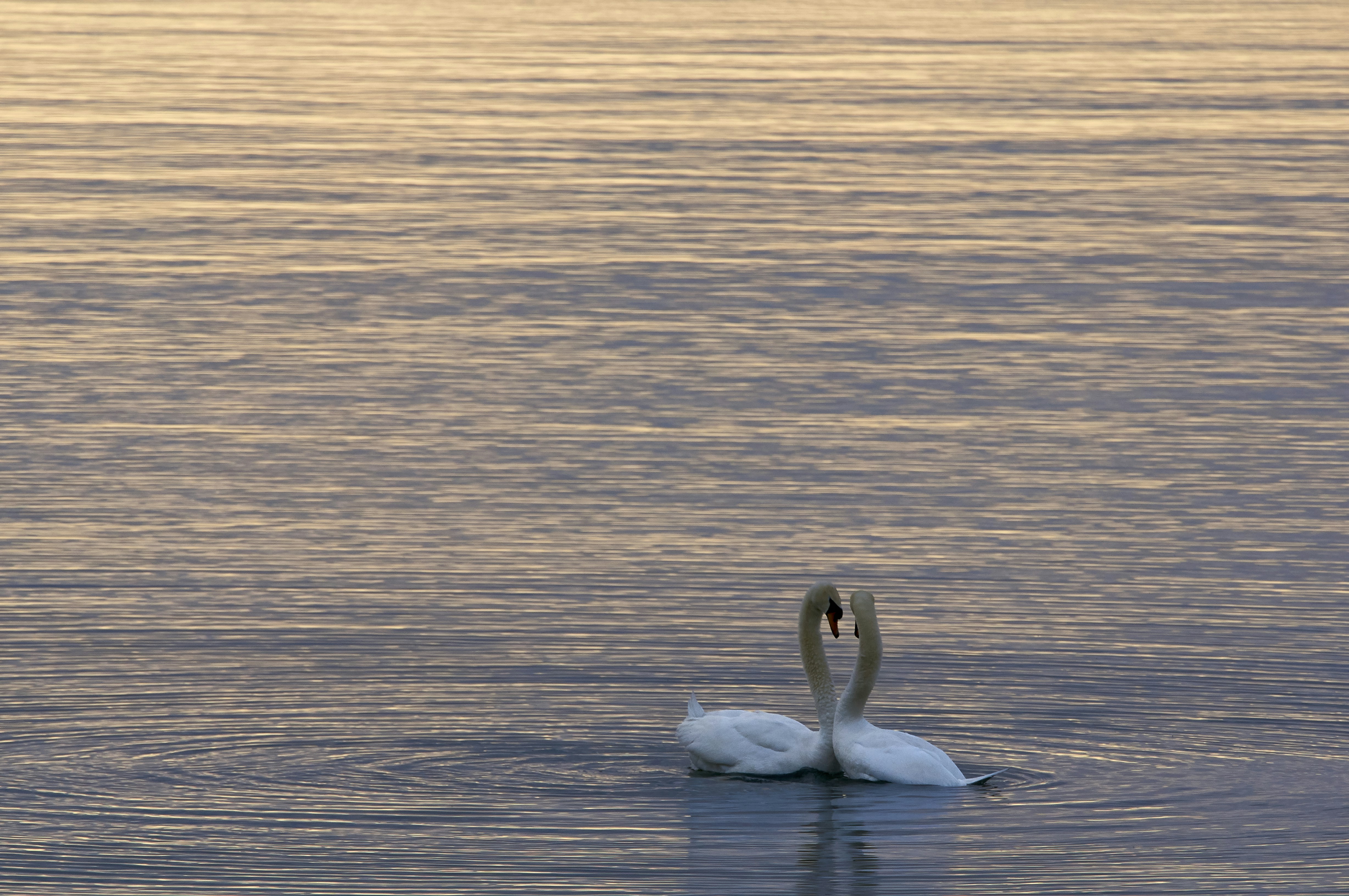 two white swans on water togetherness teams background