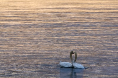 two white swans on water togetherness zoom background