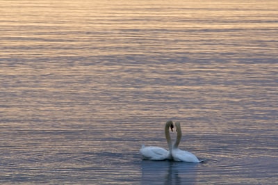 two white swans on water togetherness google meet background