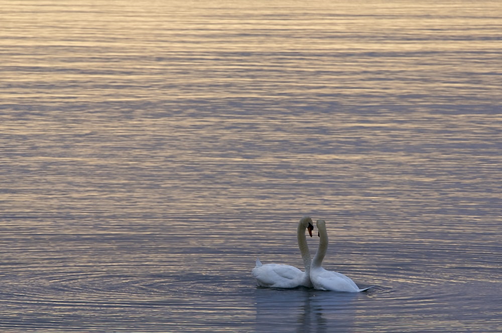 deux cygnes blancs sur l’eau