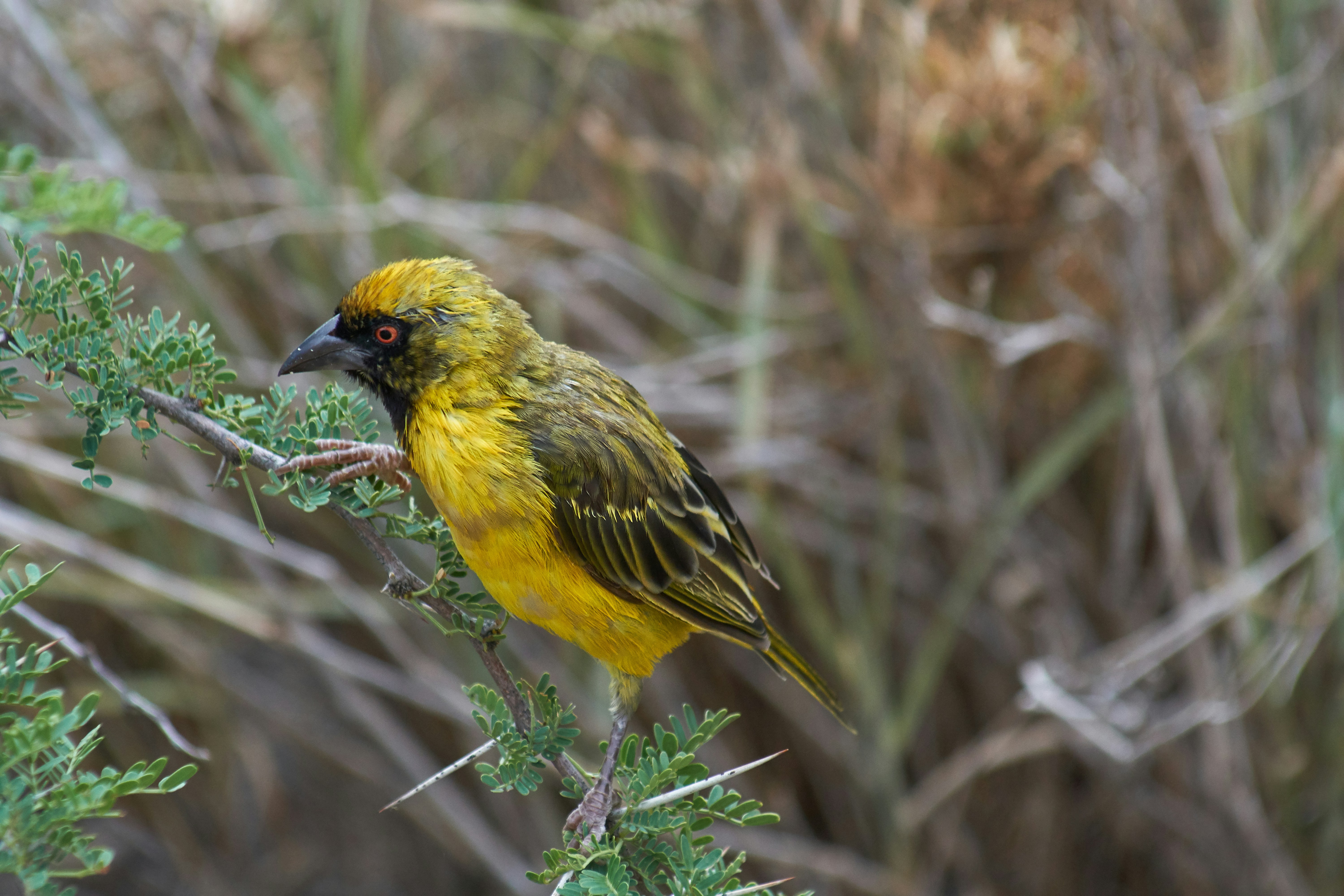 Photo by wolfgang_hasselmann