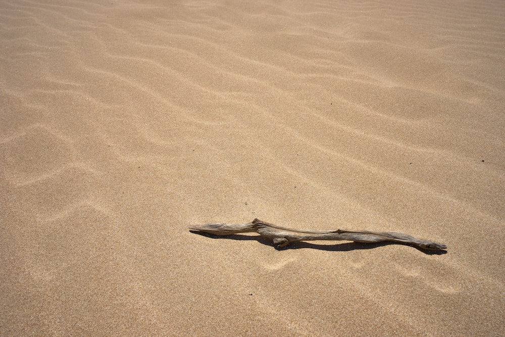 un morceau de bois flotté posé au sommet d’une plage de sable
