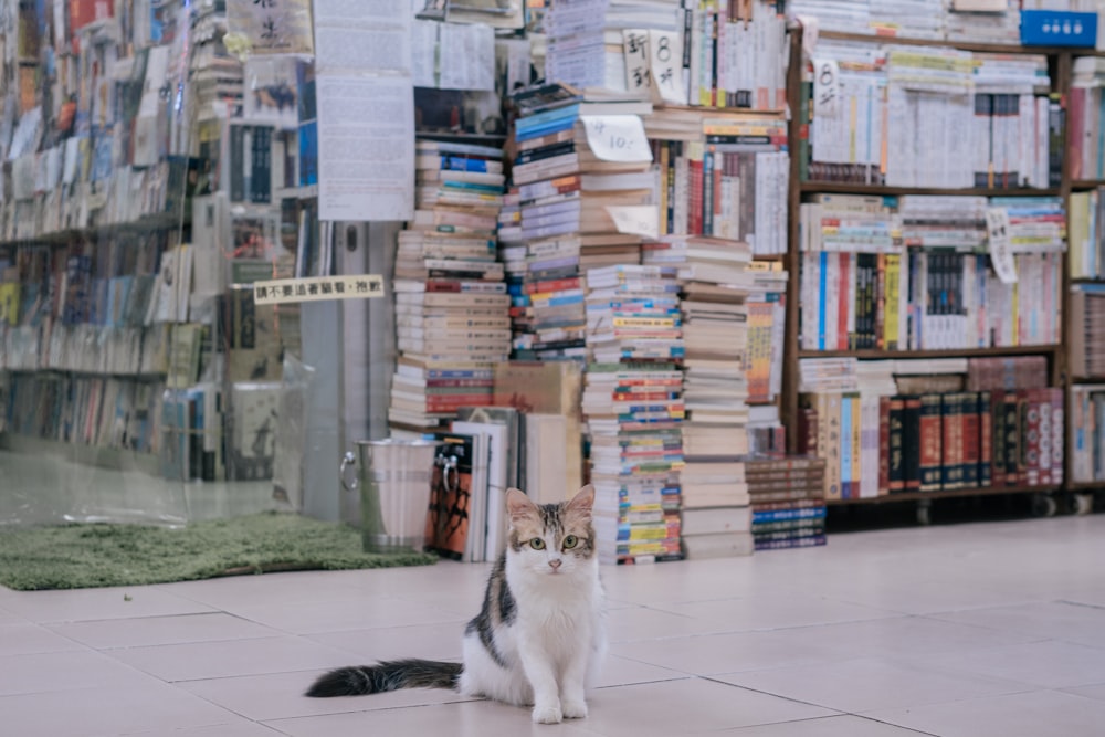 gray tabby and white cat near piles of books