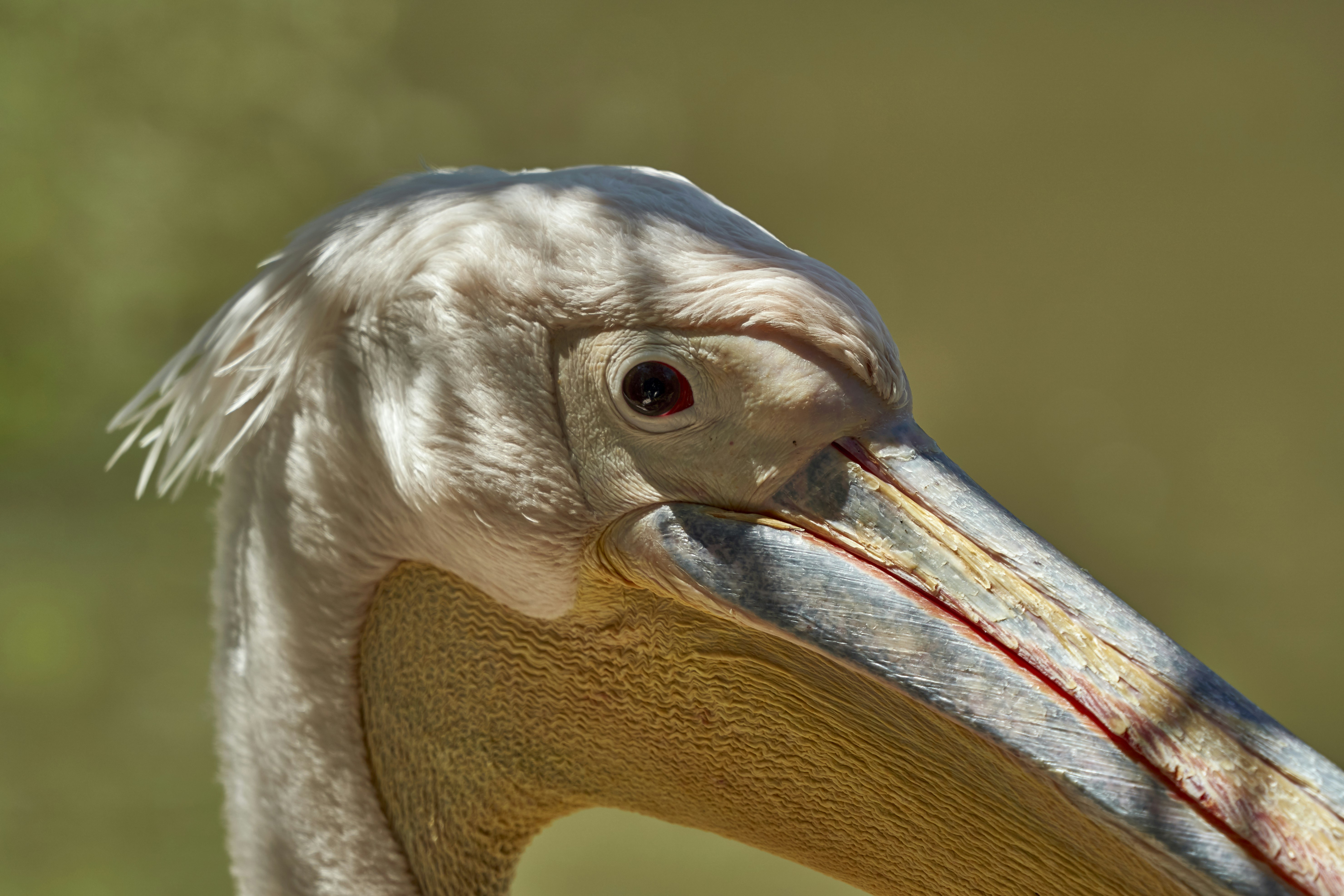 Photo by wolfgang_hasselmann