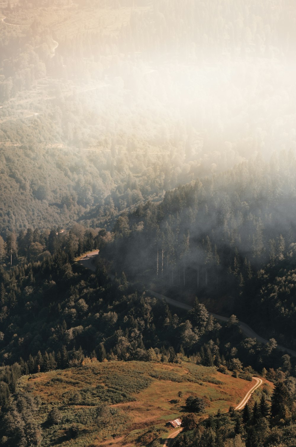 aerial photography of green trees in the mountains