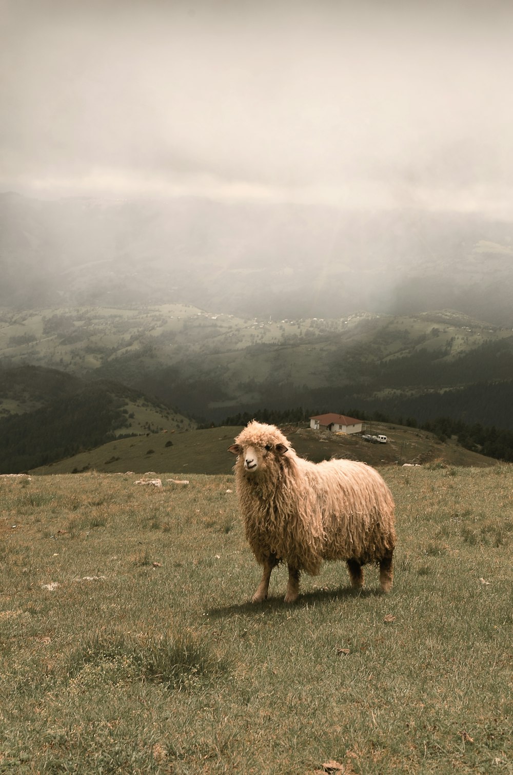 white sheep on top of a green mountain