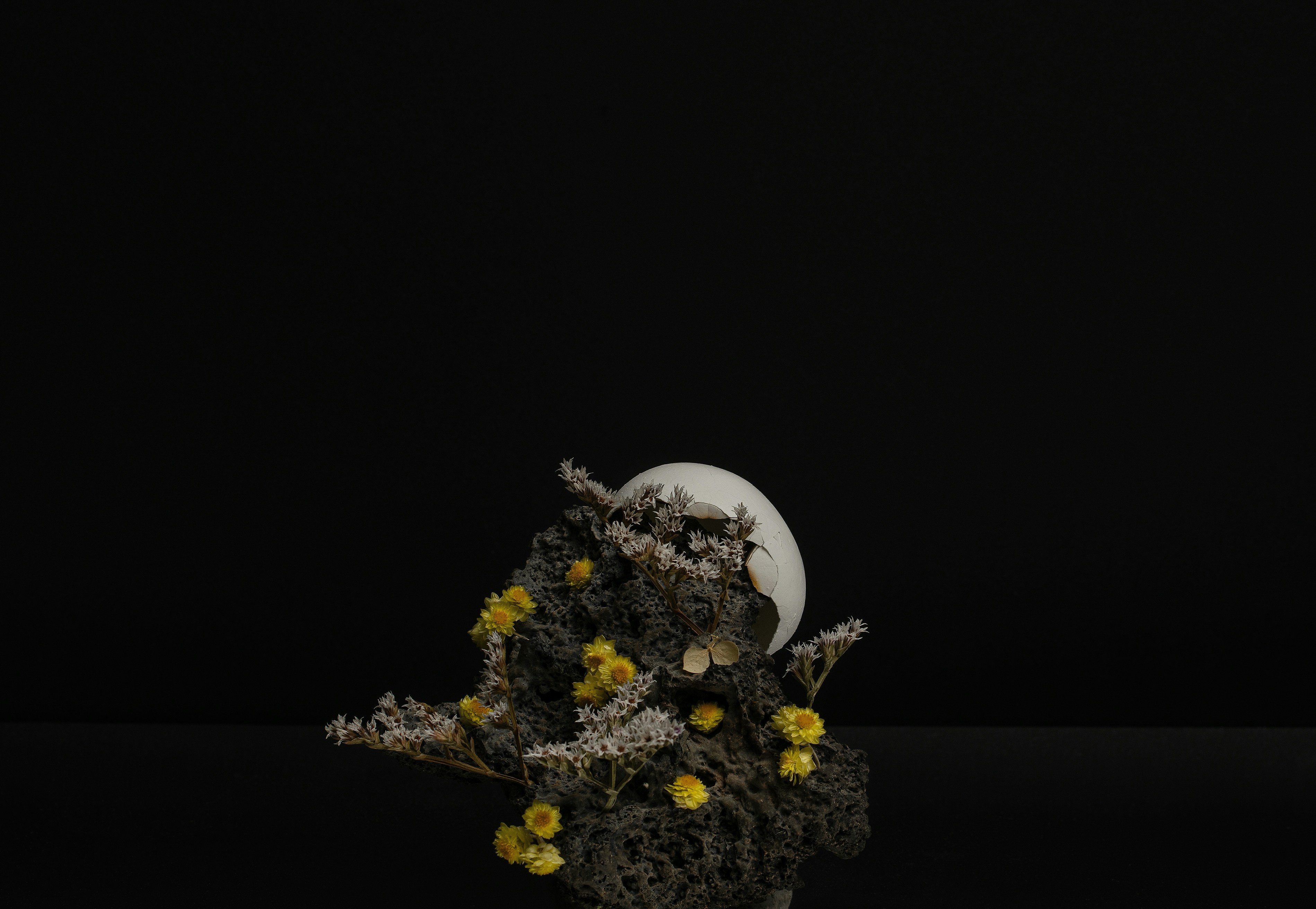 Foto mit flachem Fokus von gelben Blumen