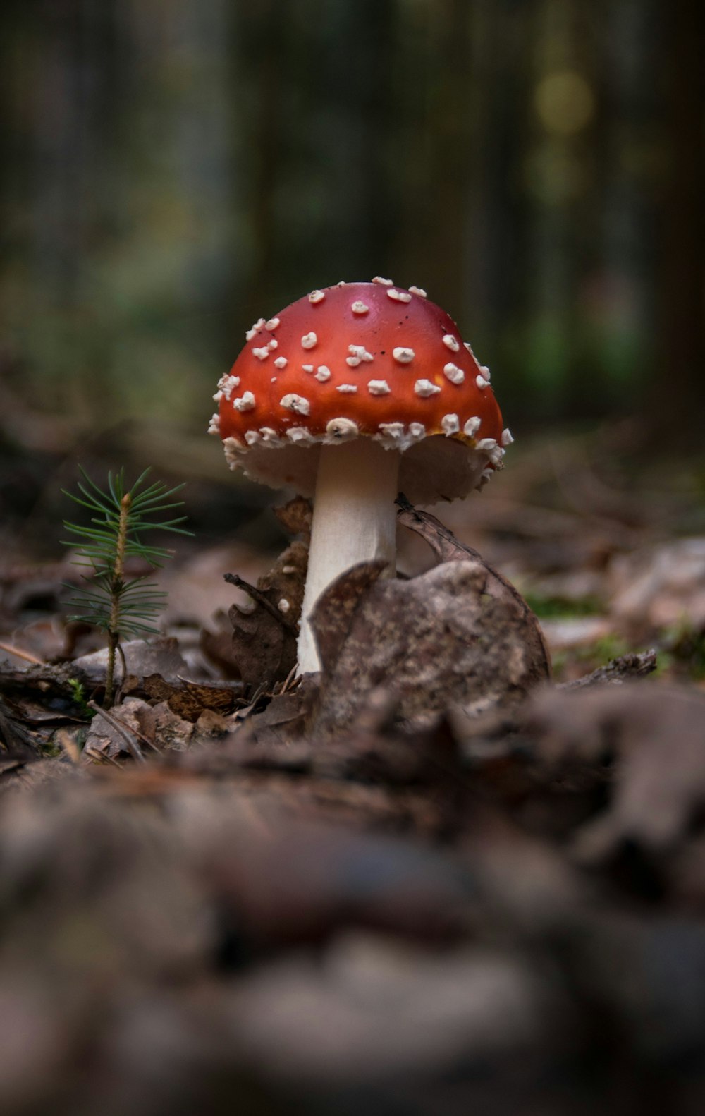red and white mushroom in soil
