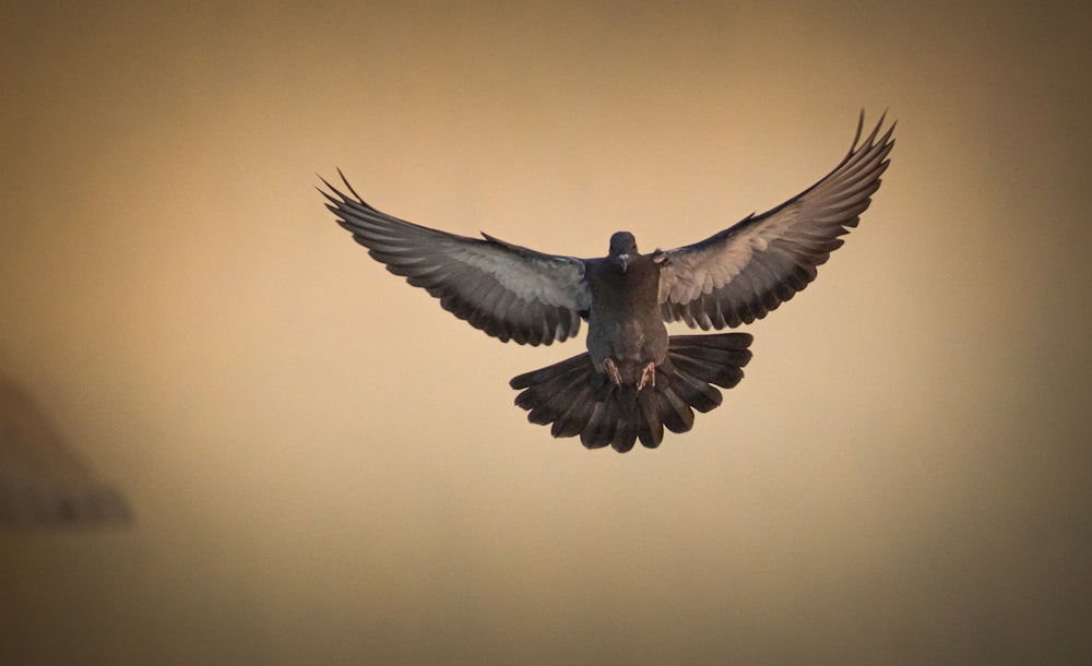 Photo de mise au point peu profonde d’un aigle brun en vol
