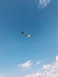 An aircraft soaring through a clear blue sky.