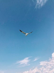 An aircraft soaring through a clear blue sky.