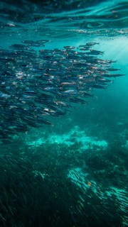 school of fish underwater