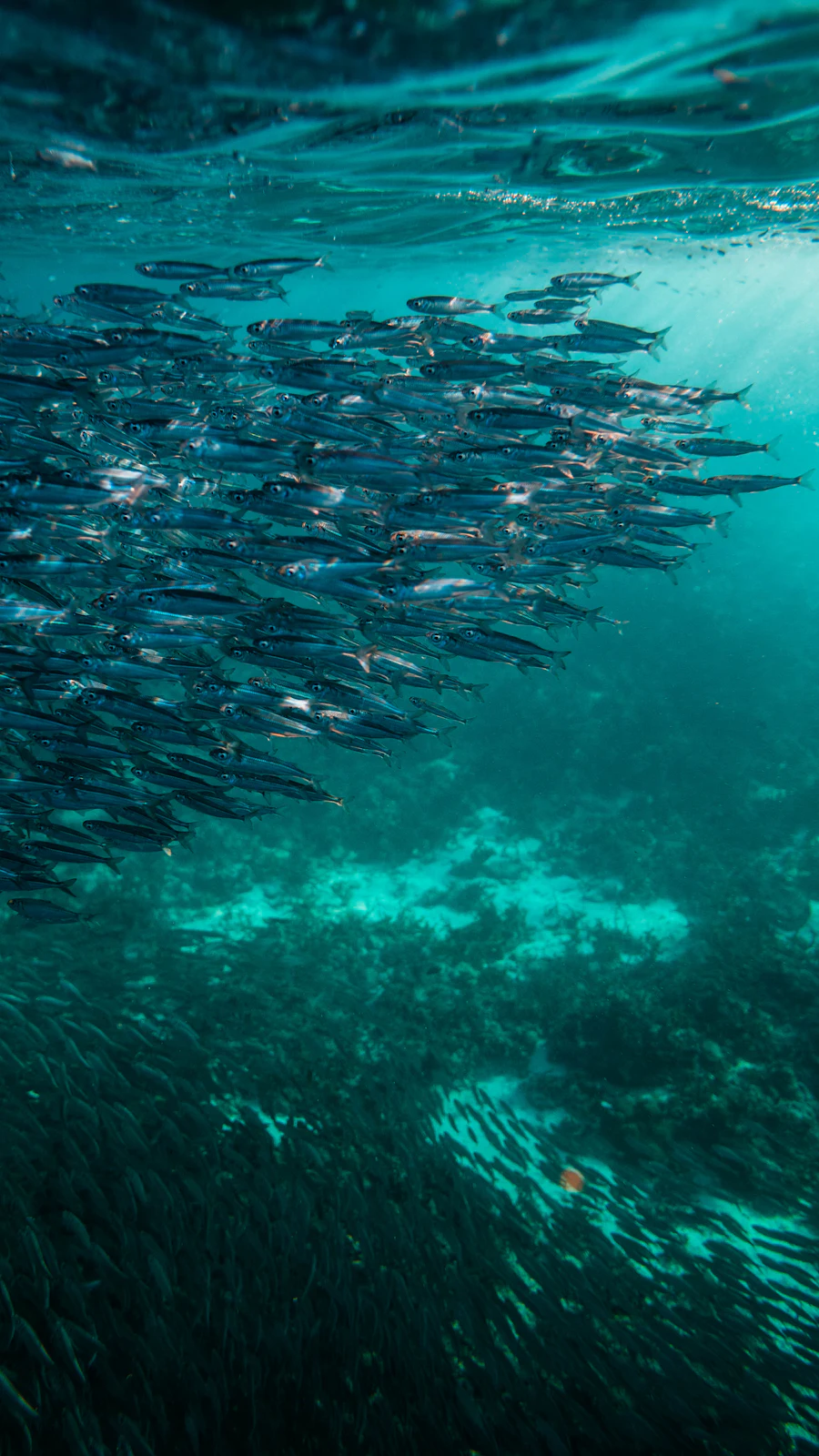 Dichter Schwarm aus Millionen Sardinen unter Wasser