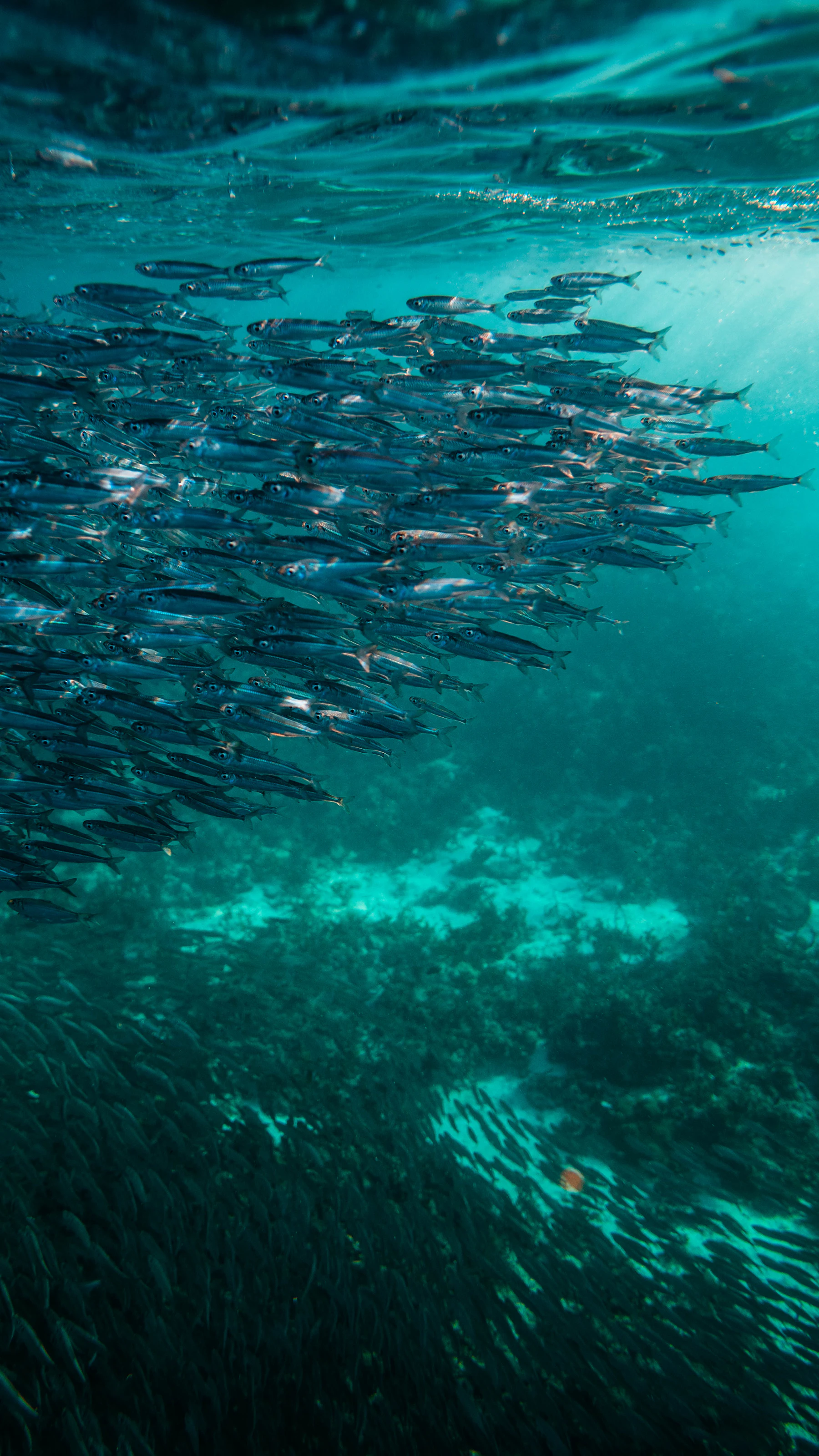 A dense school of small silver baitfish underwater