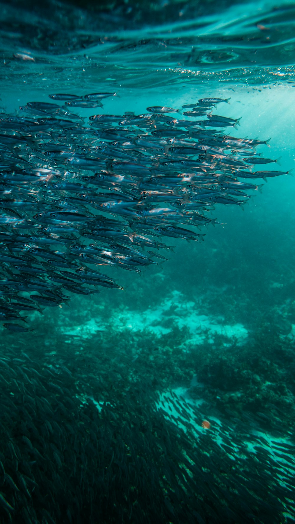 banco de peces bajo el agua