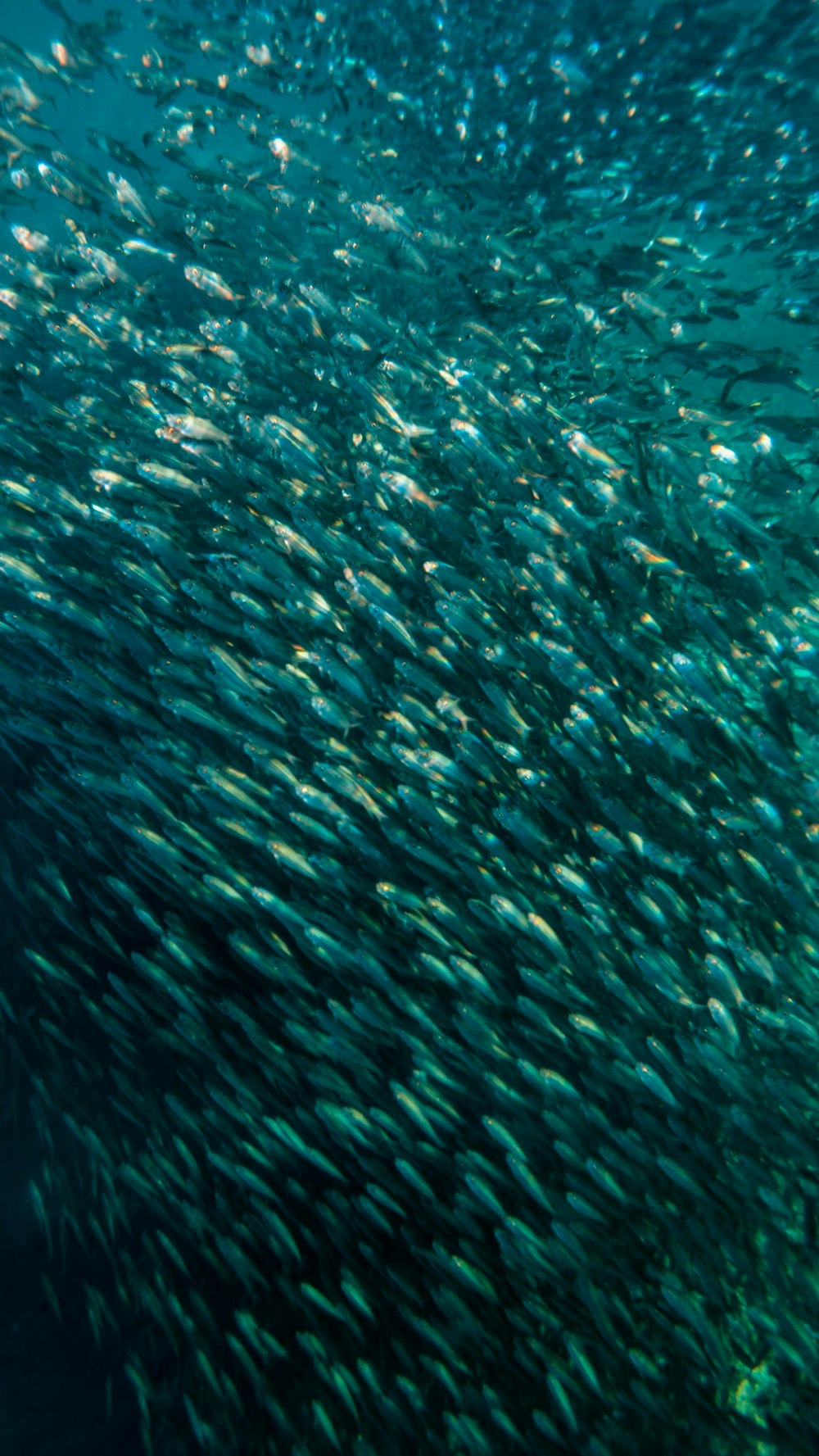 魚の群れ