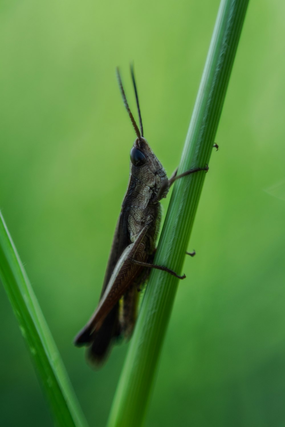 grasshopper on plant stem