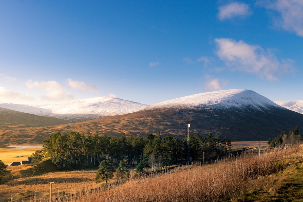 forest, field, and mountains during day