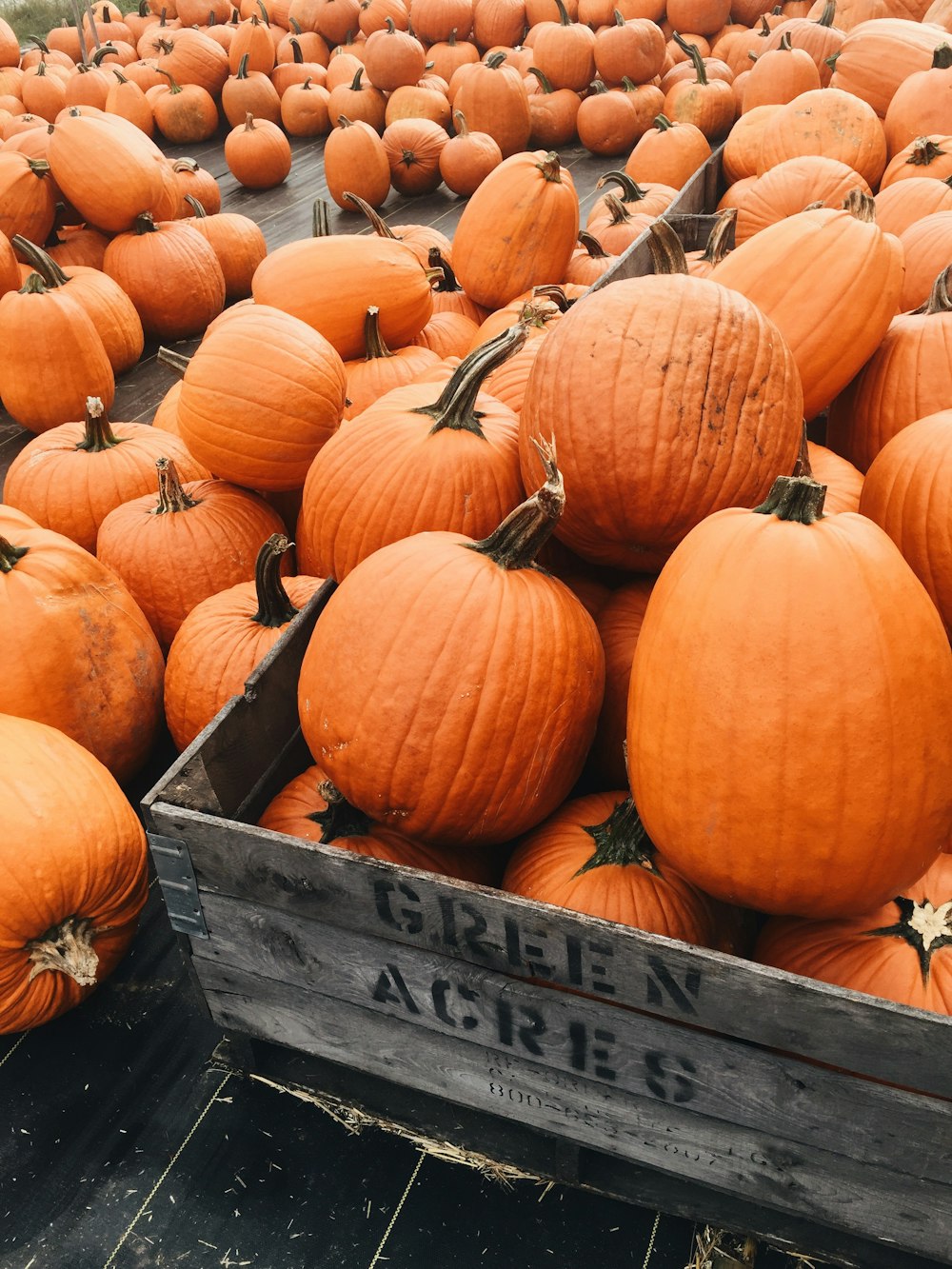 shallow focus photo of orange pumpkins